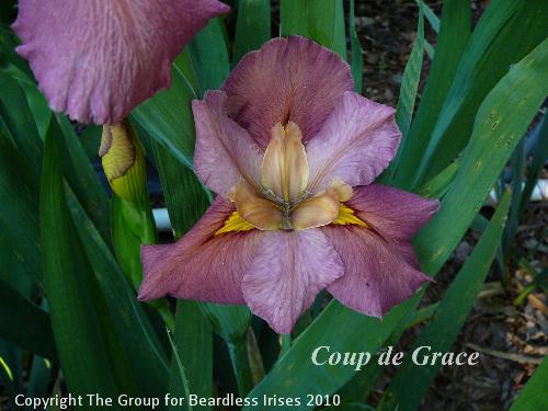 Coup de Grace (1)